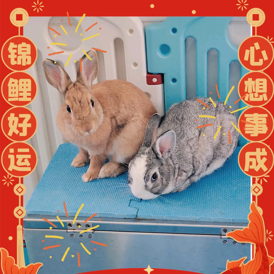 陈诗汶的兔兔窝