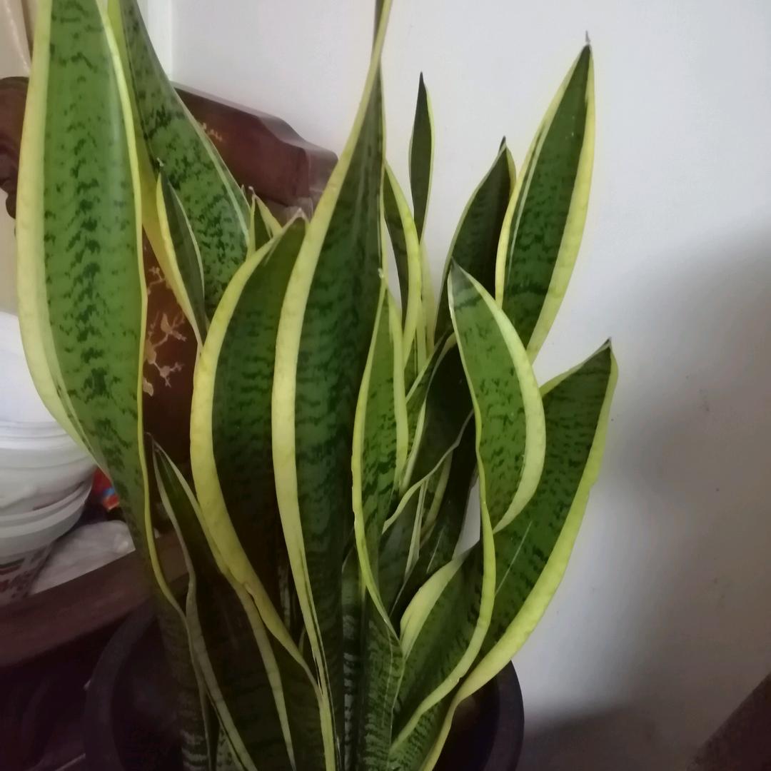 小甄
