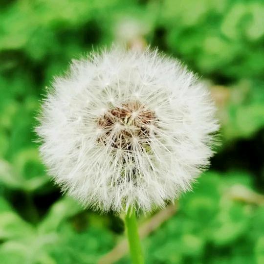 雪绒花