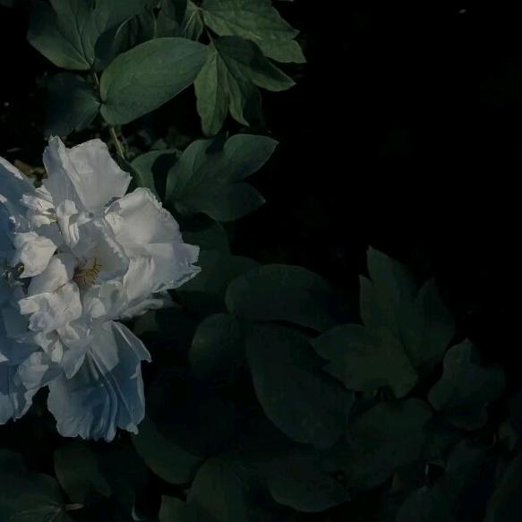 幾時一起去睇日落