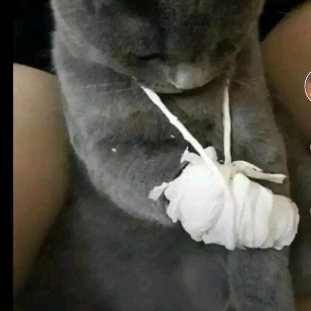 桃子味的风