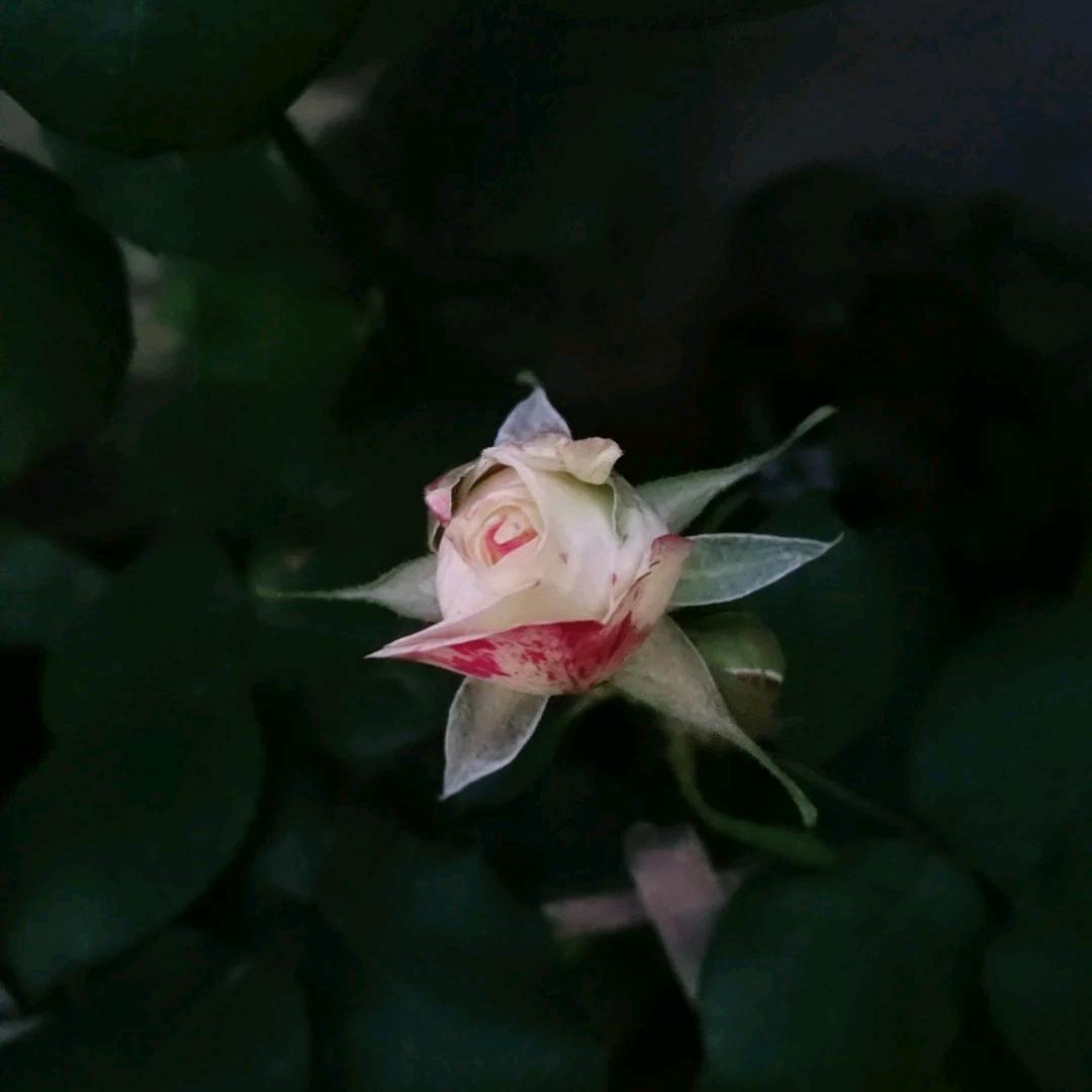 拉尼娜