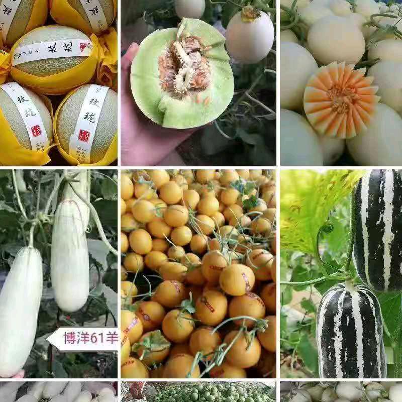 德惠精品甜瓜
