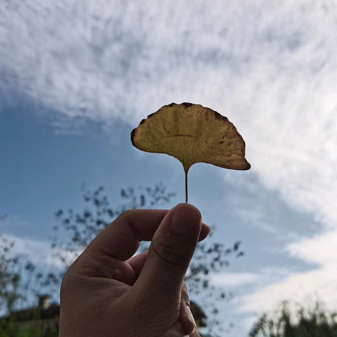 驼驼吖