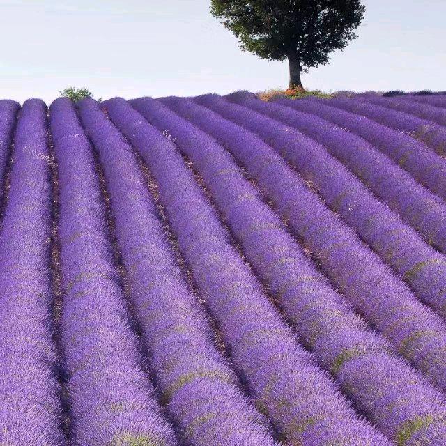 河南远嫁重庆的小阳