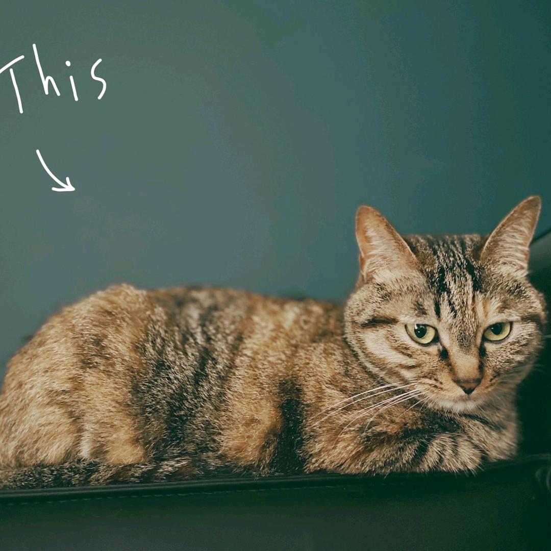 一斤好吃的洋芋