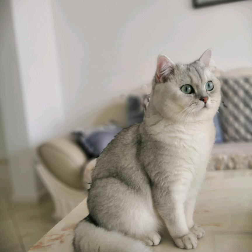 我叫夕宝，是只银渐层