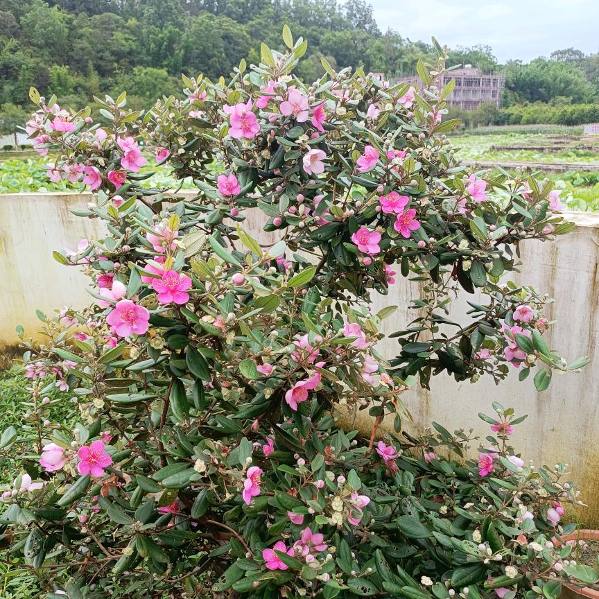 冬天的花儿