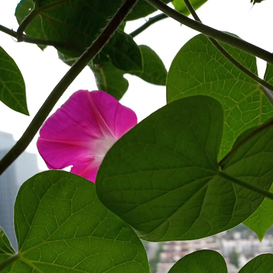抹茶麼麼噠