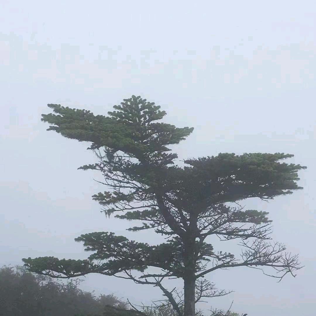 慧智兰馨