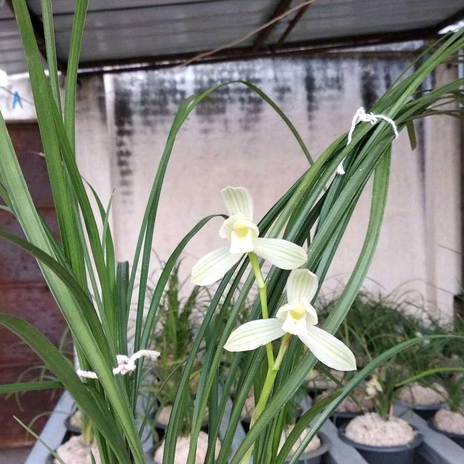 雪源