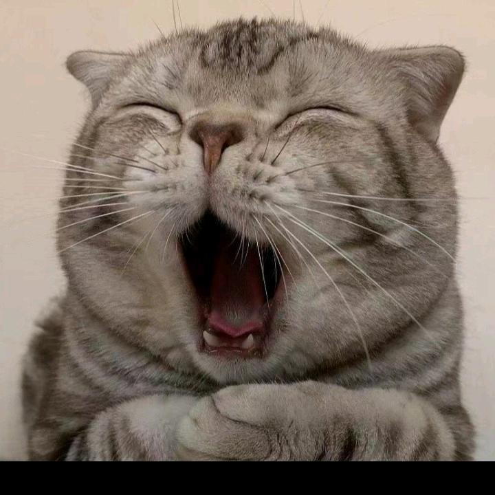 守护者（猫）