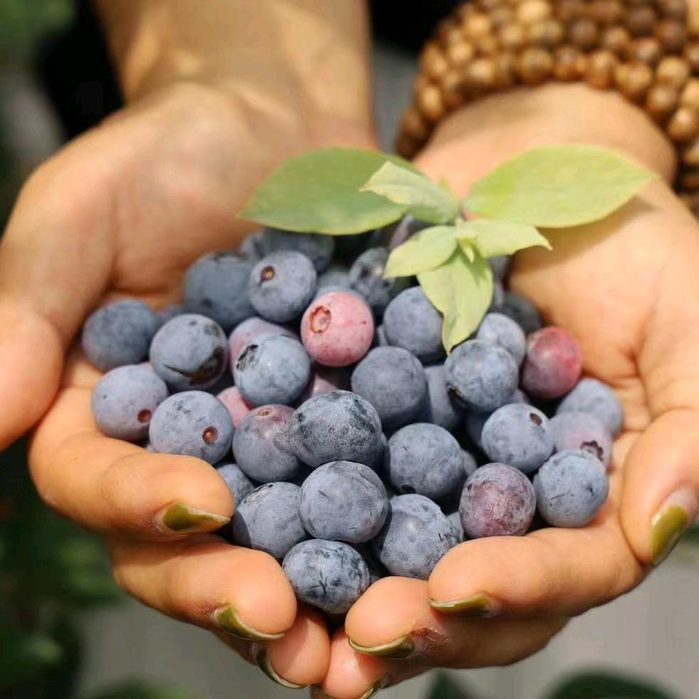 芳芳的蓝莓果园