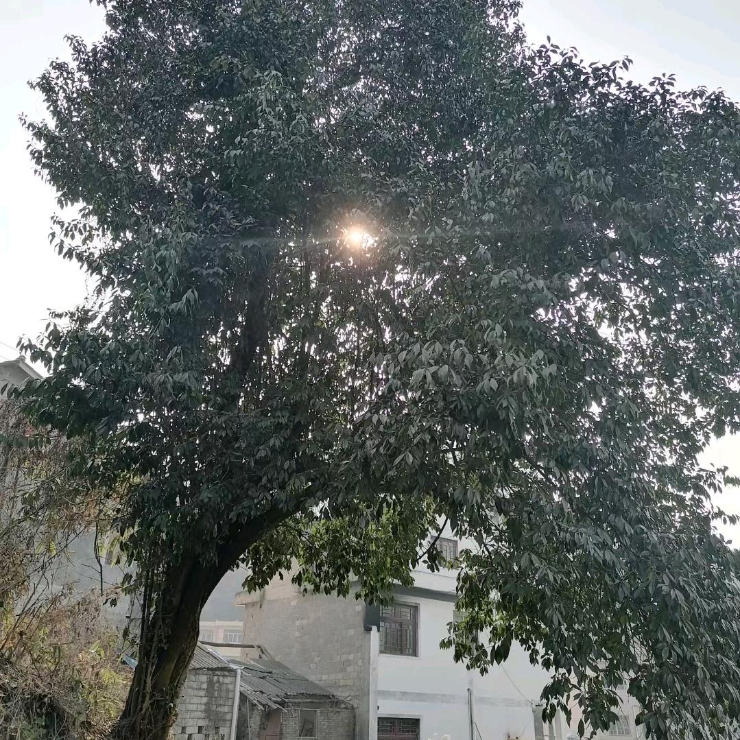 金弹子盆景