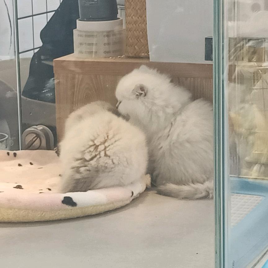 企