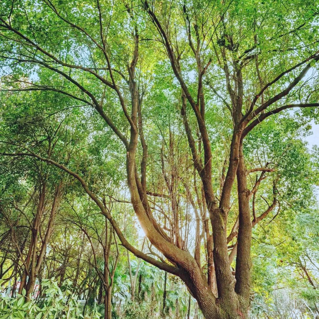 小土豆