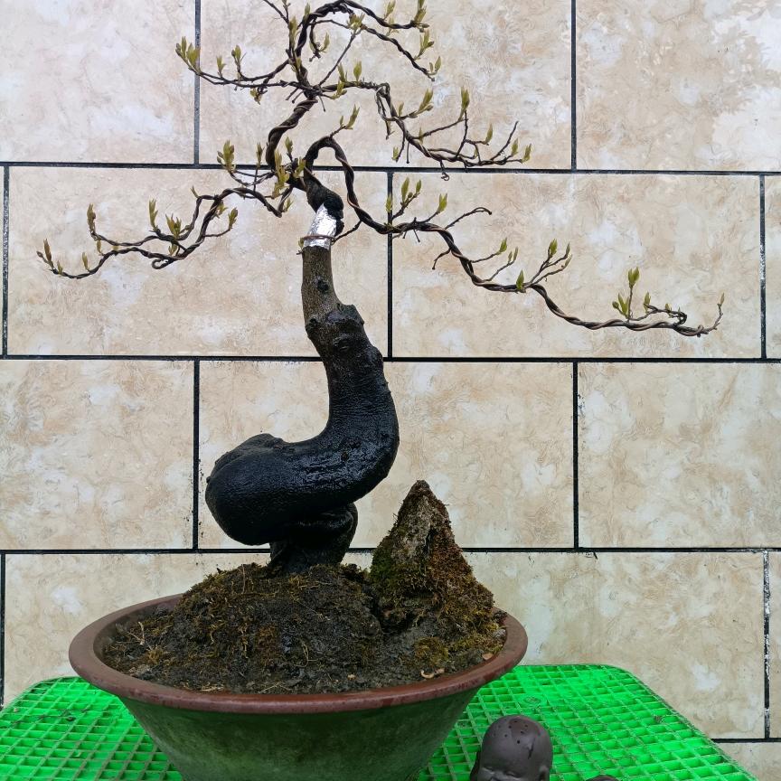 金弹子园艺场