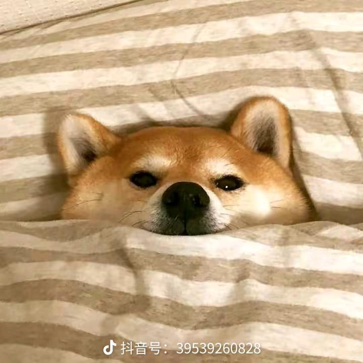 宋达达达达达丶