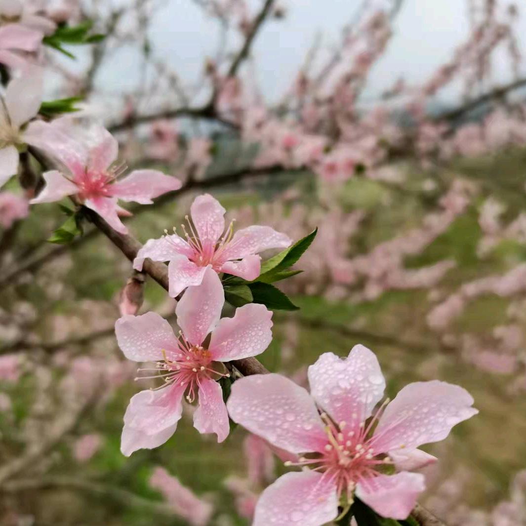 春天的花园