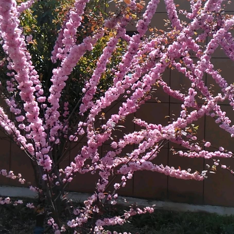 心有阳光花自开