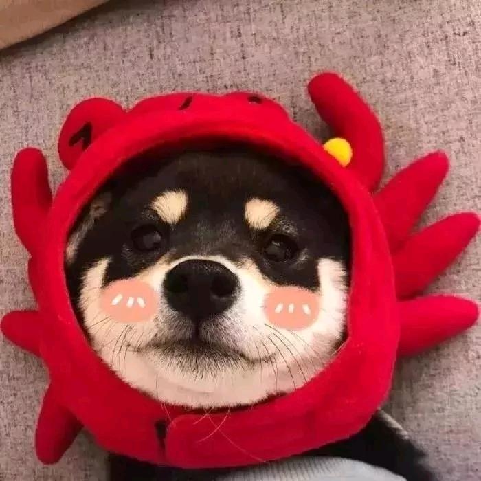 周周没吃饱✔