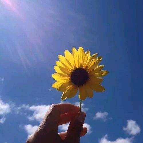 缺心眼的舒芙蕾
