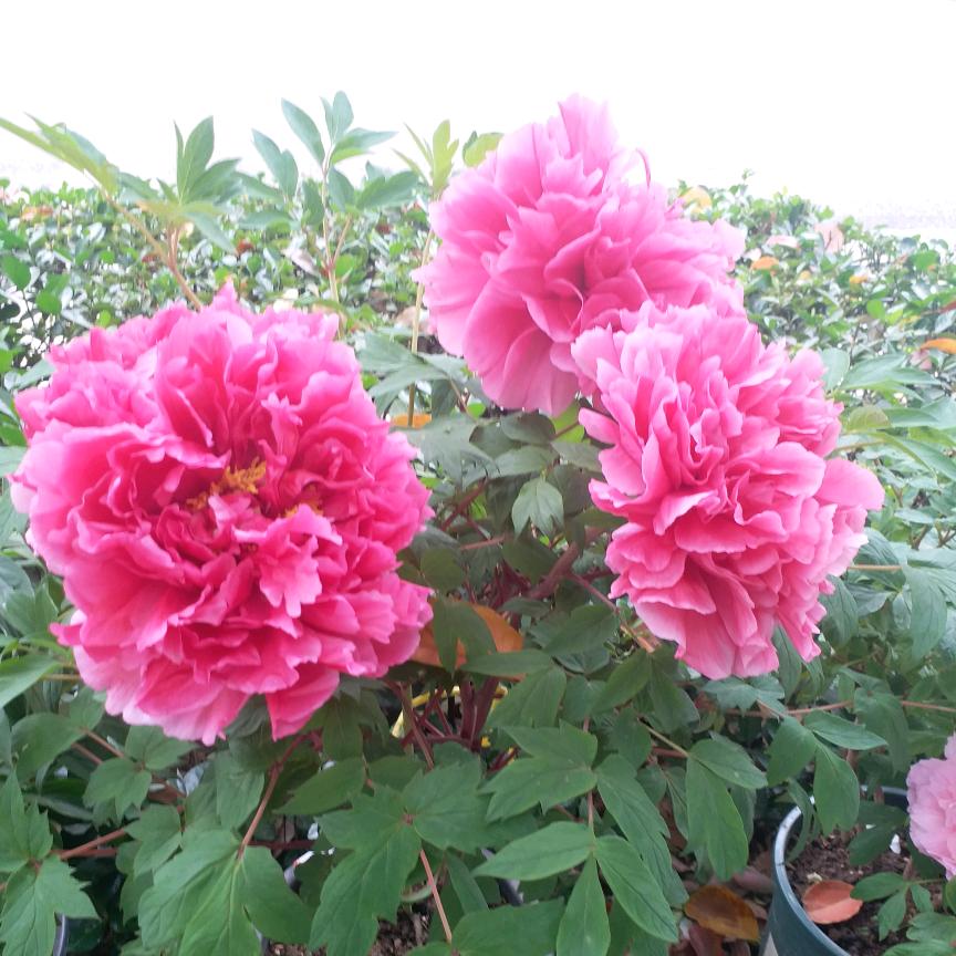 心恋🌴🌱🌿☘️🌺🌹🌸💐