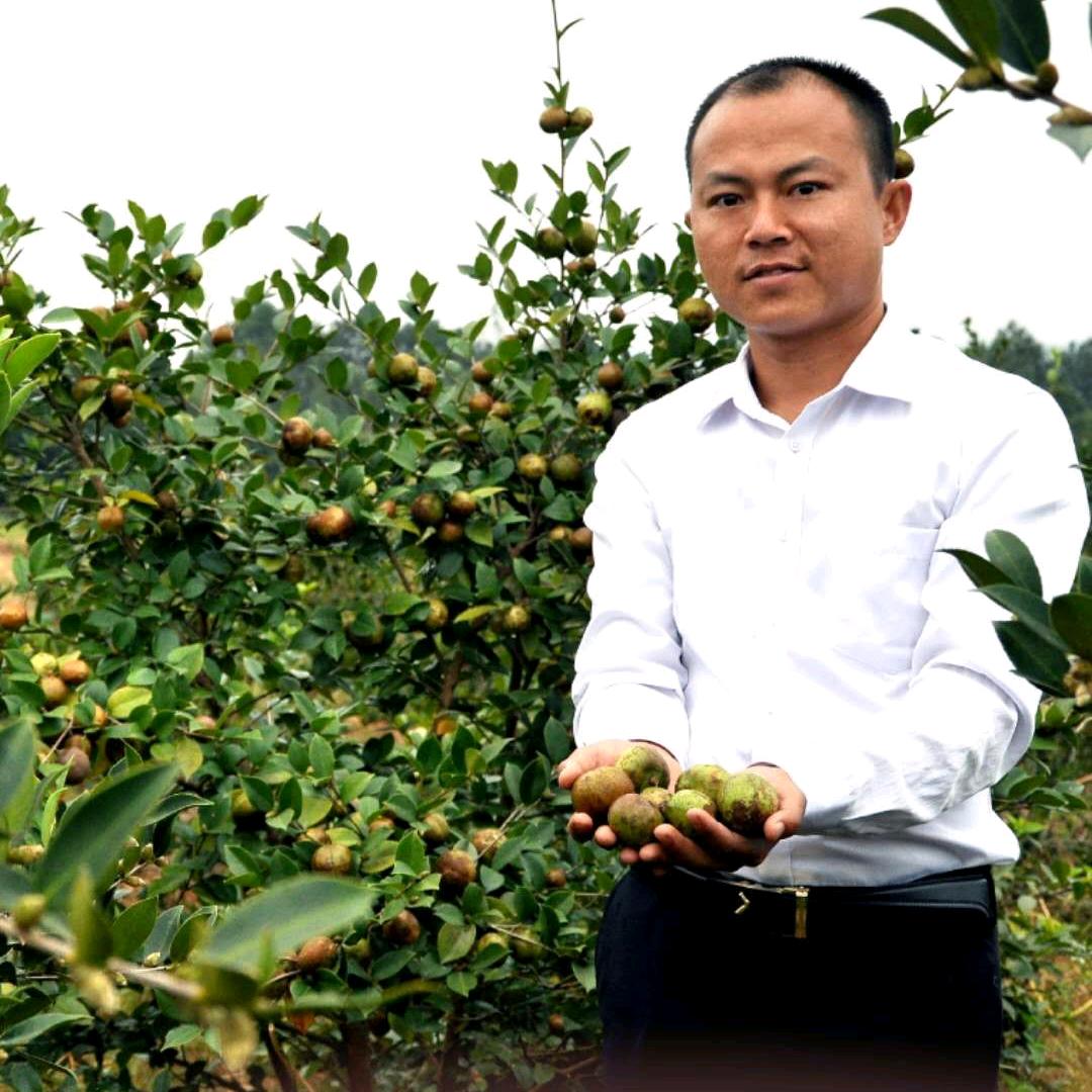 湖南慈福油茶苗种植基地