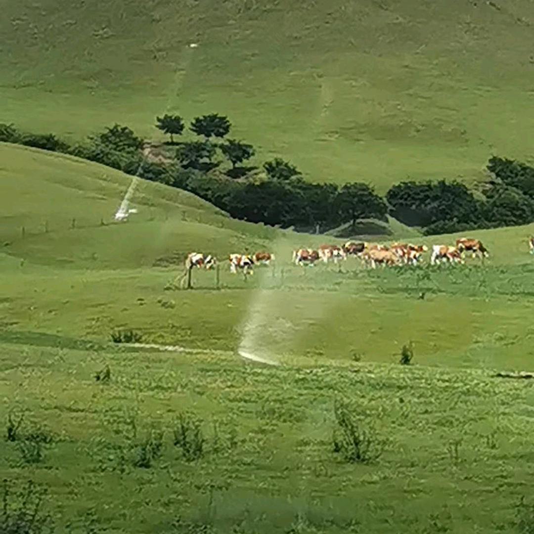 福梅永平，一生相伴。