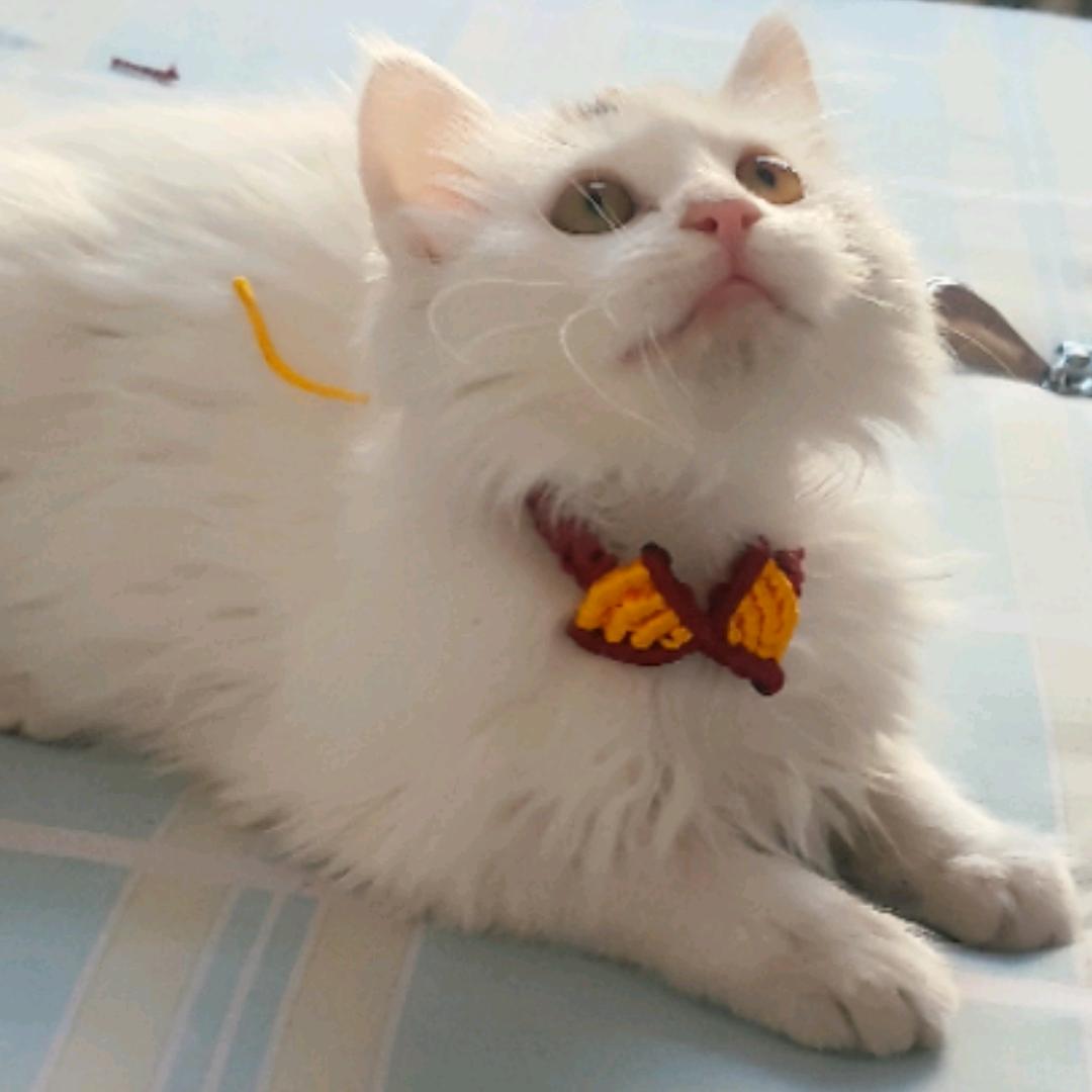 记录生活的斑斑点点