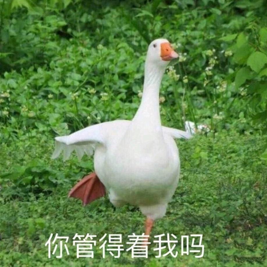 急刹落窗说声你好