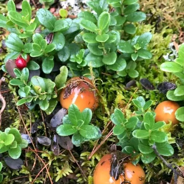 细雨(づ ●─● )づ