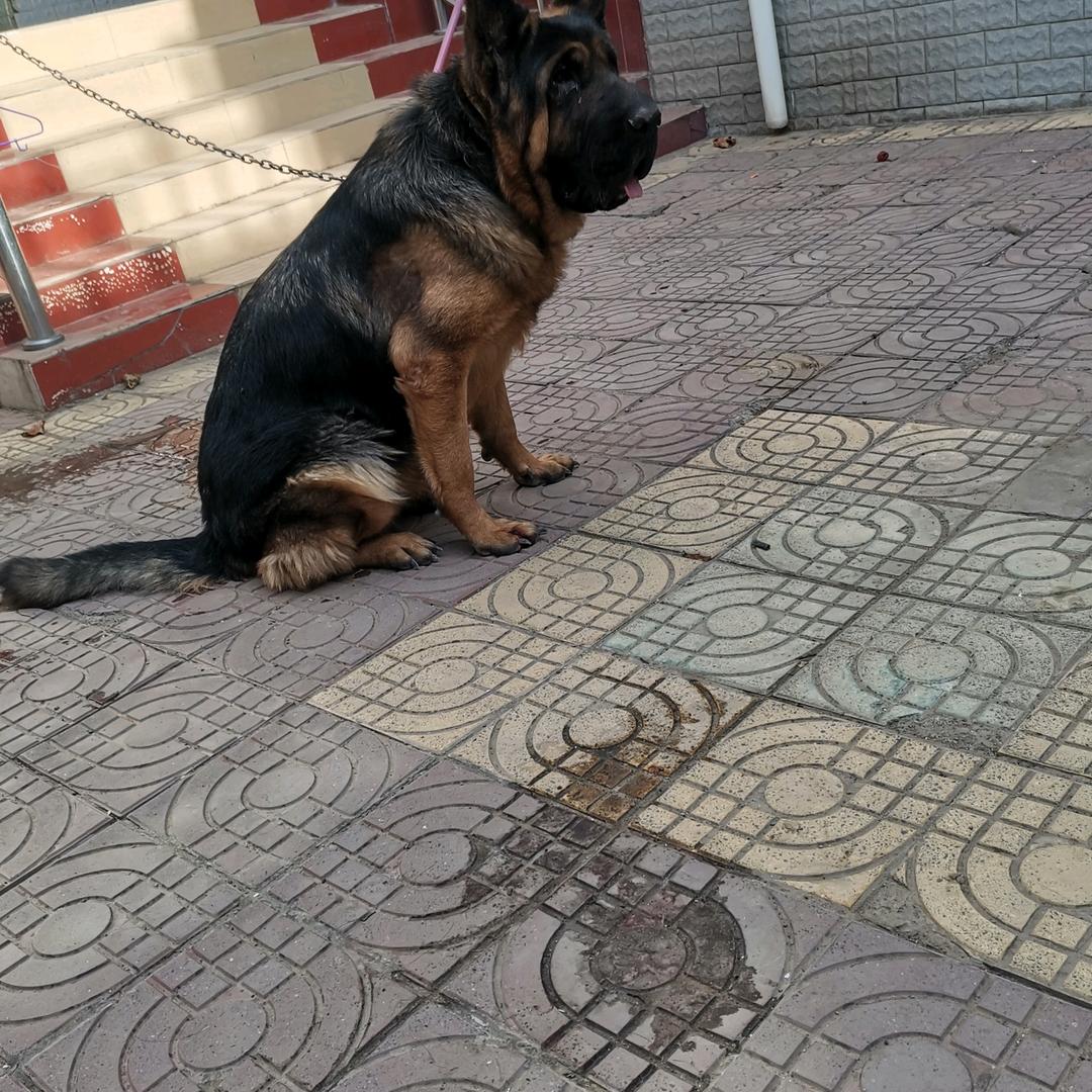 晋南黎明獒园