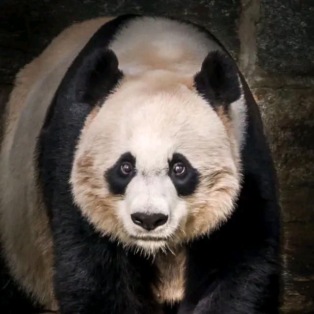 熊🐼猫