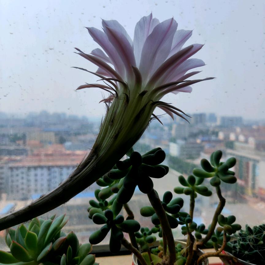 圣荣建材，亚升建材加气块