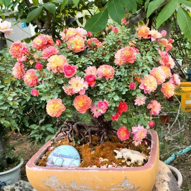 香涧花卉