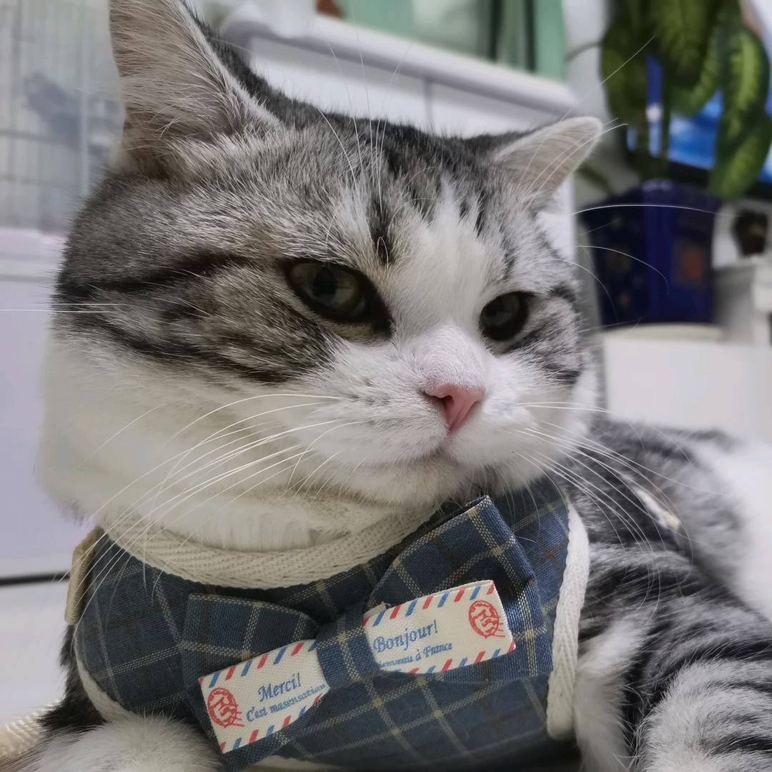 小主吉祥