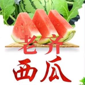 伟芝西瓜，萝卜种植