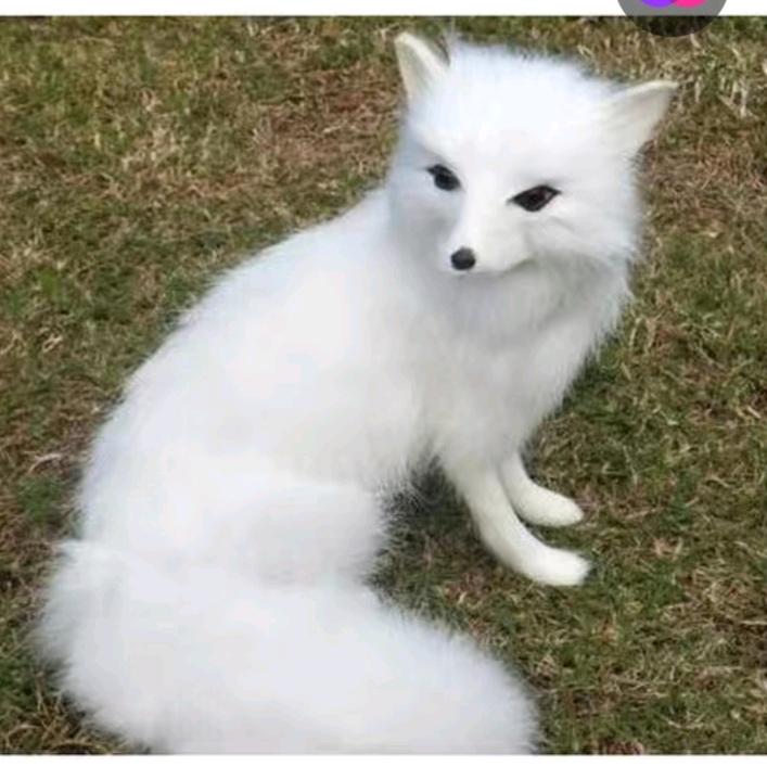 白狐