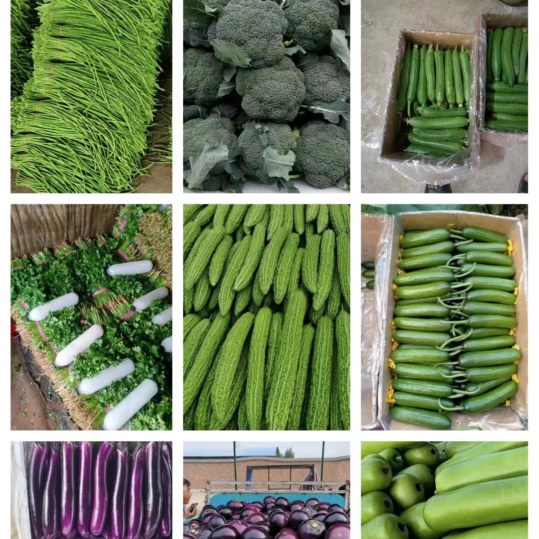 A河南焦作蔬菜代办张雄风蔬菜产地直发