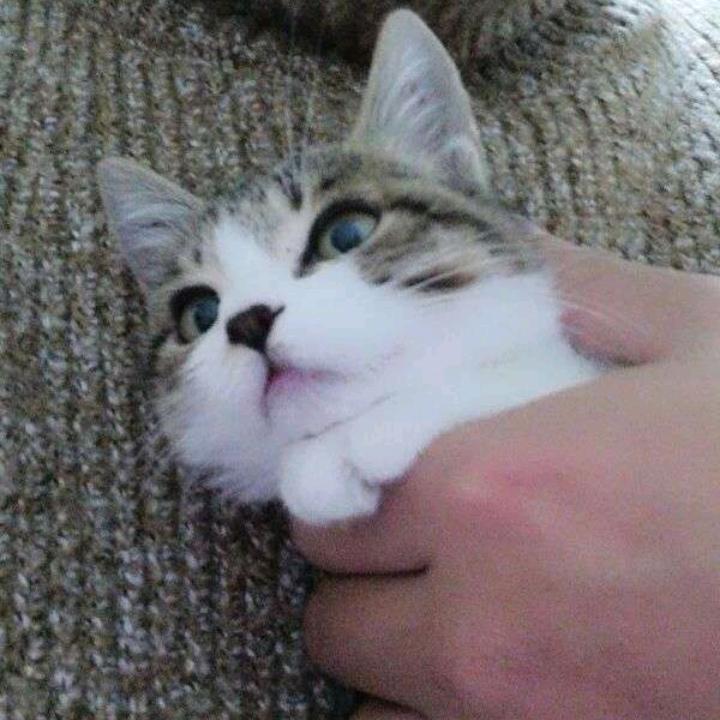 眼看他起高楼