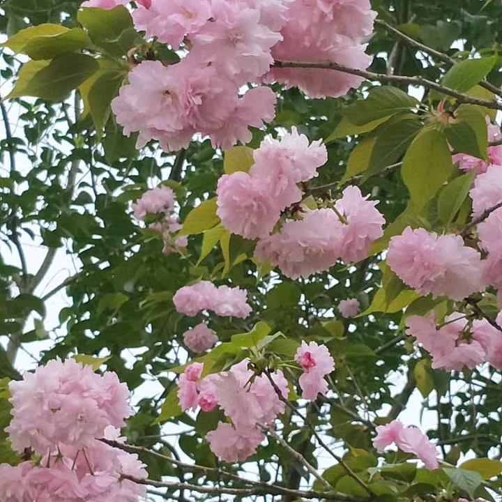 百合~ 玫瑰