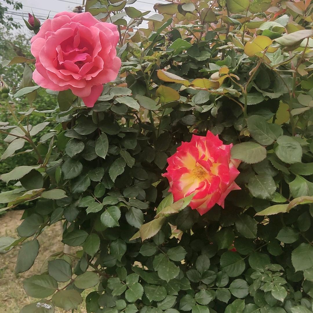 悠悠芳草
