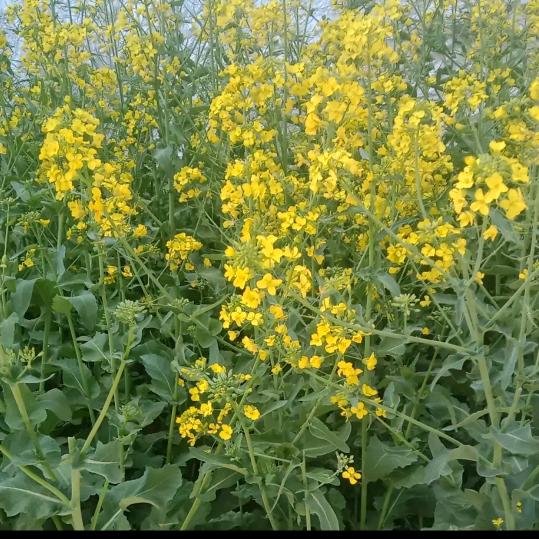 常家姑娘(今晚7点5分)