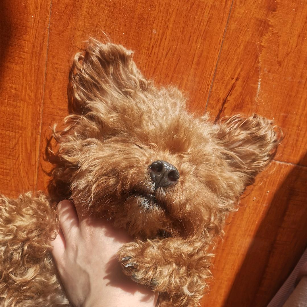 长安💤