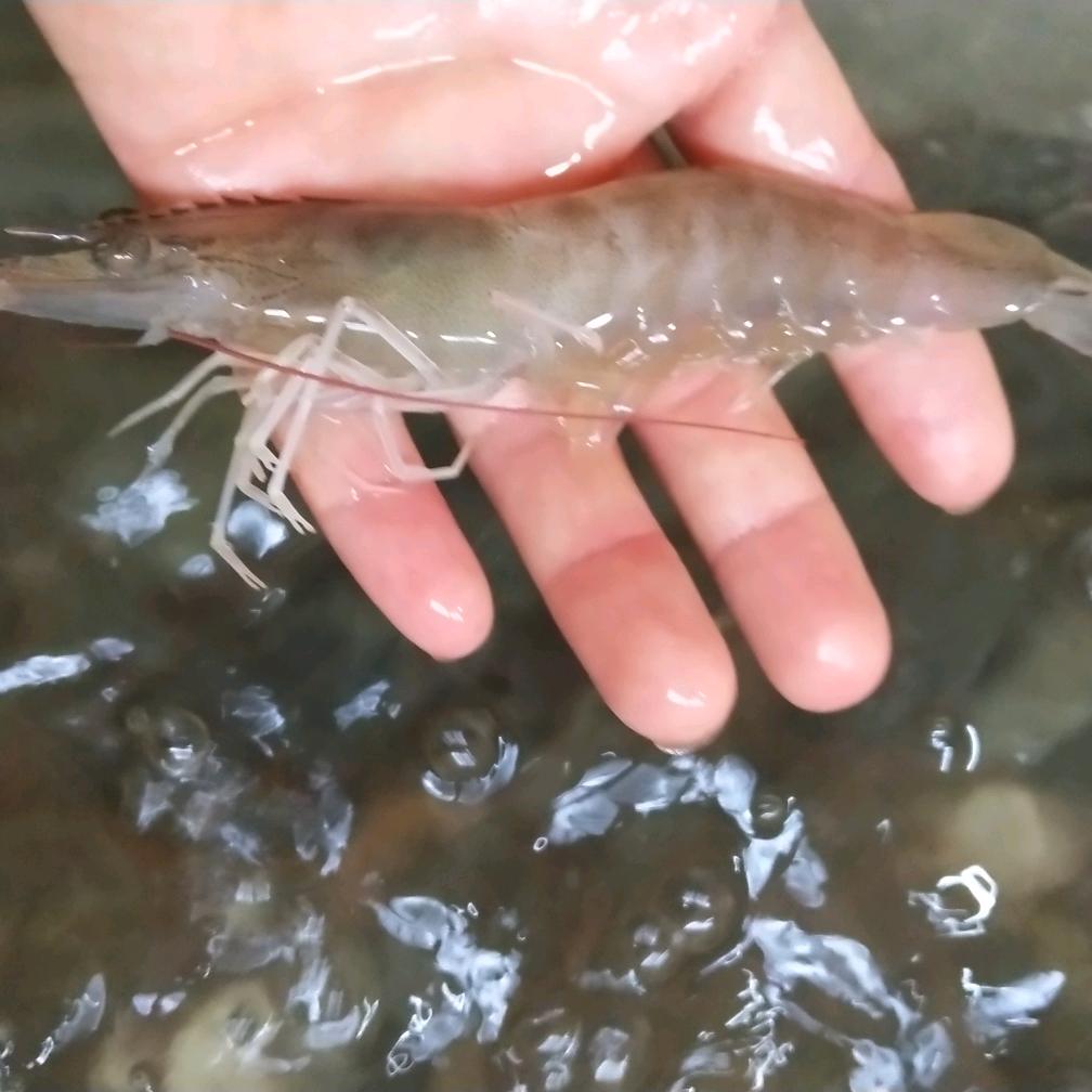 岳西县书香苑小芳水产