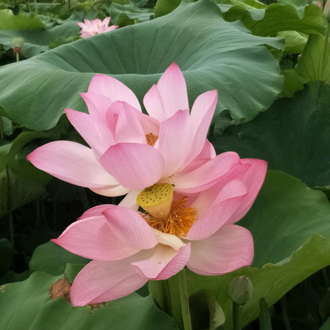 桃花盛开