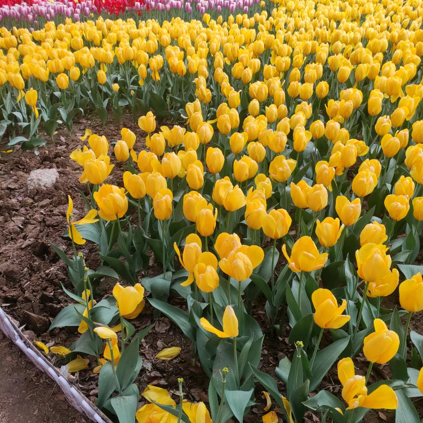 春暖花开👸👸