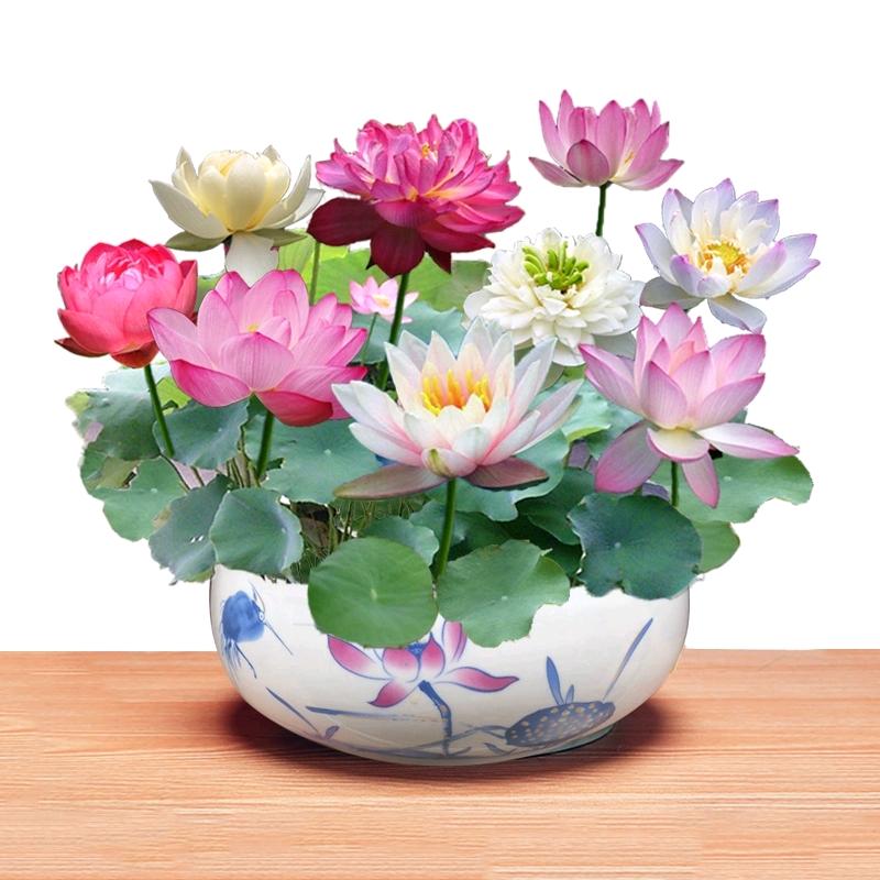 🌺柚子