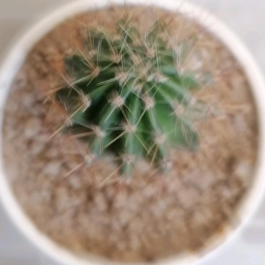 苗大侠